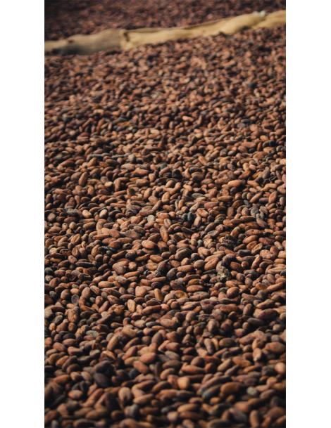 Cocoa Beans "Hacienda San José" Amazónico Trinitario Los Ríos, Ecuador 20kg Box (fermentadas sin tostar)