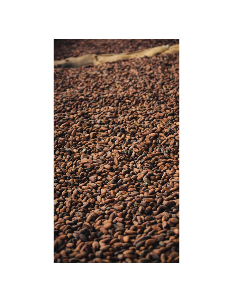 Cocoa Beans "Hacienda San José" Amazónico Trinitario Los Ríos, Ecuador 20kg Box (fermentadas sin tostar)