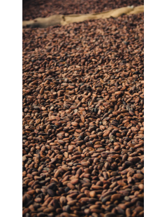 Cocoa Beans "Hacienda San José" Amazónico Trinitario Los Ríos, Ecuador 20kg Box (fermentadas sin tostar)