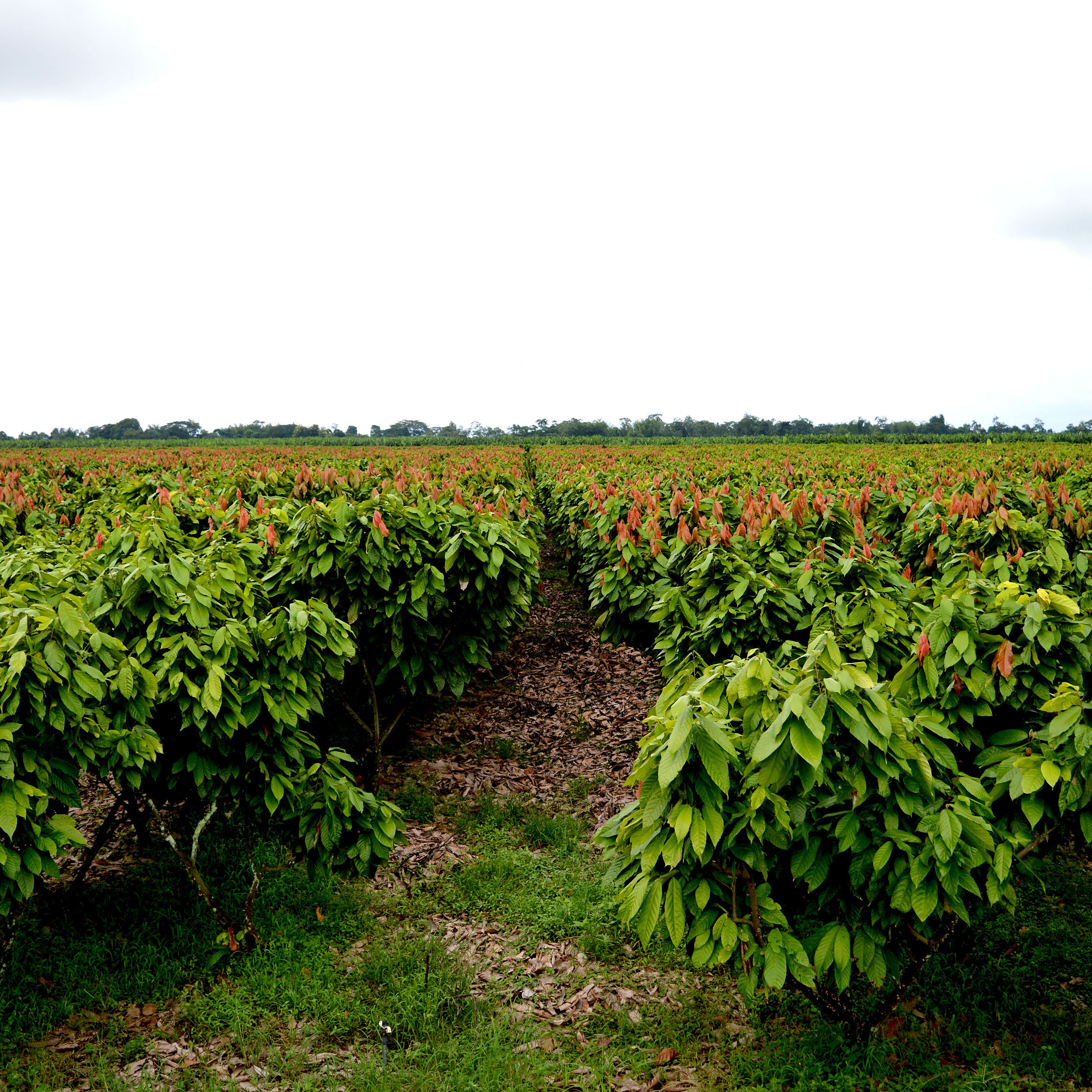 Finca San José